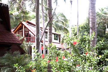 Coconut River 20